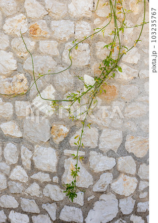 Green vine on village house stone wall, pattern Green vine on village house stone wall, pattern 103235767