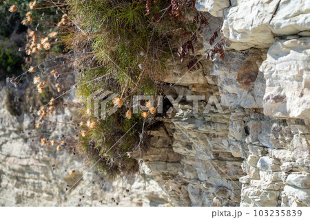 White layered cliff rocks with greenery, Greece White layered cliff rocks with greenery, Greece 103235839
