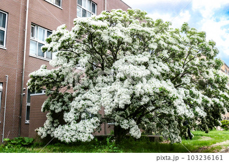 雪が降ったように咲く珍しい花なんじゃもんじゃの花　別名ヒトツバタゴ 103236161