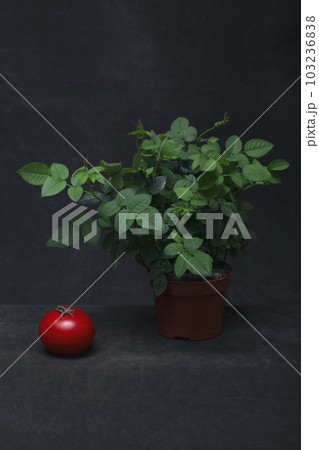 A rose bush and a ripe tomato on a dark background 103236838