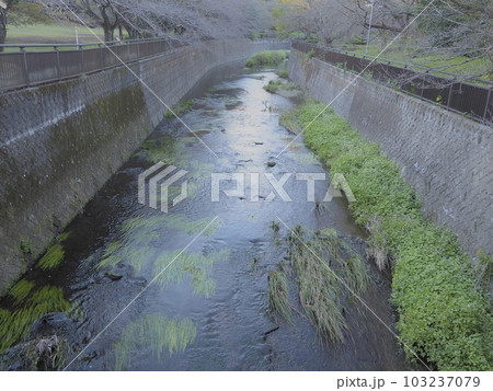 世田谷の川風景  103237079