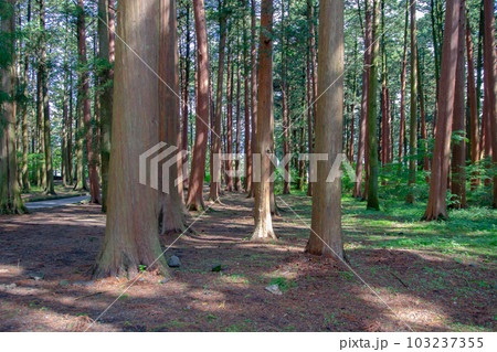 杉(スギ) 杉(スギ) 103237355