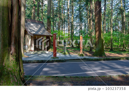 杉(スギ) 杉(スギ) 103237358