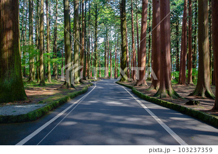 杉（スギ） 103237359