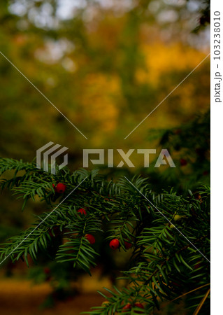 Yew berry. Taxus Yew Shrubs. Red berries on yew tree branch in the garden in autumn. Seasonal holidays. Nature bright autumnal harvest close-up 103238010
