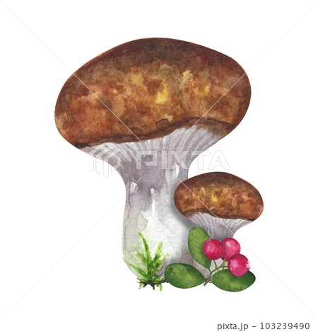 Boletus edible forest mushroom, cranberry. Botanical drawing. Hand-drawn watercolor illustration isolated on white background. For card, poster Boletus edible forest mushroom, cranberry. Botanical drawing. Hand-drawn watercolor illustration isolated on white background. For card, poster 103239490