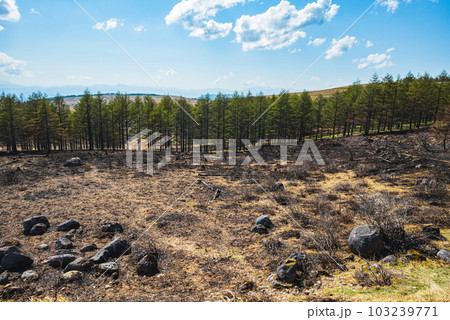 山火事の跡【霧ヶ峰高原】 103239771