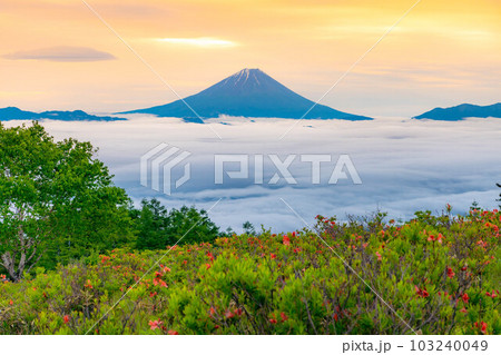 【富士山】初夏の甘利山から見た朝焼けの富士山とレンゲツツジと雲海【山梨県】 103240049