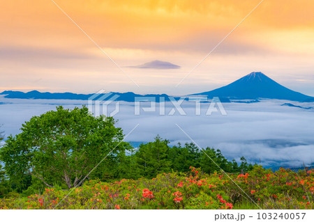 【富士山】初夏の甘利山から見た朝焼けの富士山とレンゲツツジと雲海【山梨県】 103240057