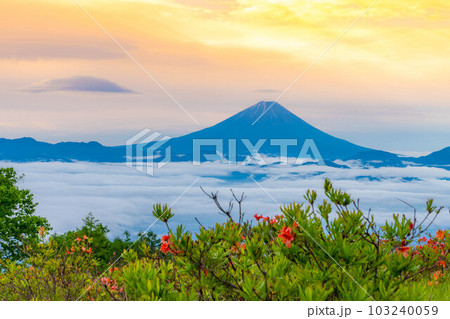 【富士山】初夏の甘利山から見た朝焼けの富士山とレンゲツツジと雲海【山梨県】 【富士山】初夏の甘利山から見た朝焼けの富士山とレンゲツツジと雲海【山梨県】 103240059