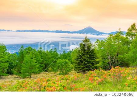 【富士山】初夏の甘利山から見た朝焼けの富士山とレンゲツツジと雲海【山梨県】 103240066