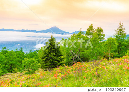 【富士山】初夏の甘利山から見た朝焼けの富士山とレンゲツツジと雲海【山梨県】 103240067