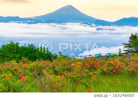 【富士山】初夏の甘利山から見た朝焼けの富士山とレンゲツツジと雲海【山梨県】 103240085