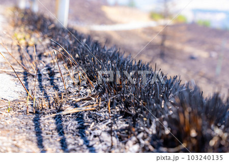【災害イメージ】霧ケ峰高原の山火事跡【長野県】 103240135