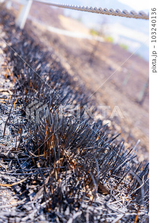 【災害イメージ】霧ケ峰高原の山火事跡【長野県】 103240136