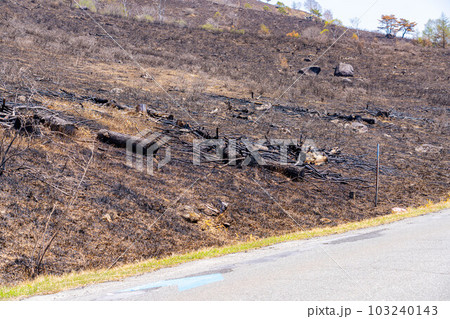 【災害イメージ】霧ケ峰高原の山火事跡【長野県】 103240143