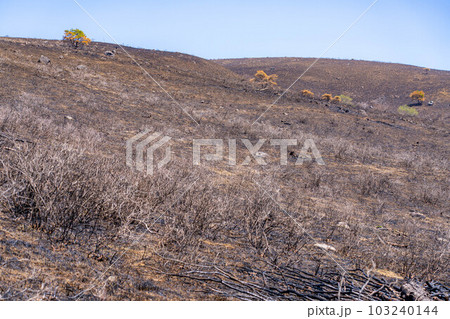 【災害イメージ】霧ケ峰高原の山火事跡【長野県】 103240144