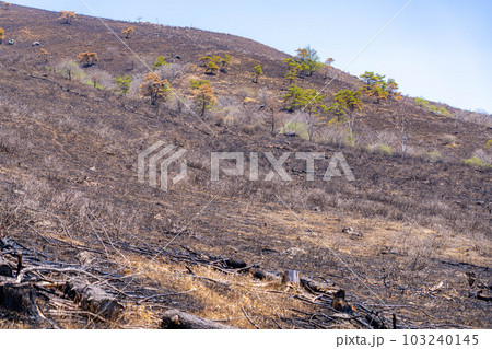 【災害イメージ】霧ケ峰高原の山火事跡【長野県】 103240145