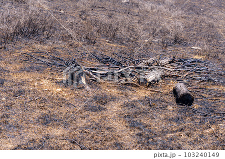【災害イメージ】霧ケ峰高原の山火事跡【長野県】 103240149
