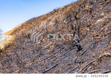 【災害イメージ】霧ケ峰高原の山火事跡【長野県】 103240150