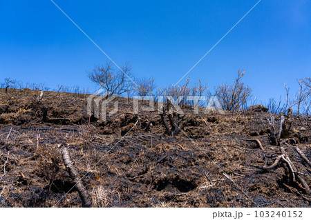 【災害イメージ】霧ケ峰高原の山火事跡【長野県】 103240152