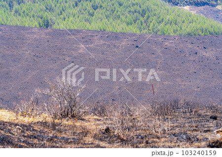 【災害イメージ】霧ケ峰高原の山火事跡【長野県】 103240159