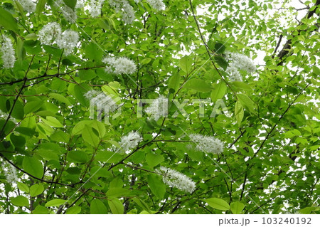 バラ科ウワミズザクラの白い総状花序 バラ科ウワミズザクラの白い総状花序 103240192