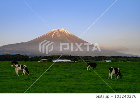 静岡県・朝霧高原の牧草地と夕暮れの富士山 静岡県・朝霧高原の牧草地と夕暮れの富士山 103240276