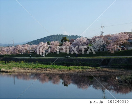 桜が満開の鴨川の風景 103240319