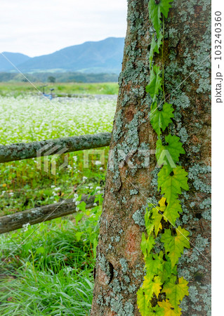 一面そば畑のサイクリングコース（蒜山高原） 103240360
