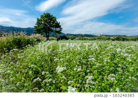 一面そば畑のサイクリングコース（蒜山高原） 103240365