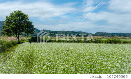 一面そば畑のサイクリングコース（蒜山高原） 103240366