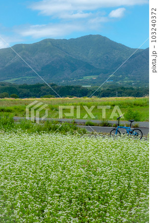 一面そば畑のサイクリングコース（蒜山高原） 103240372