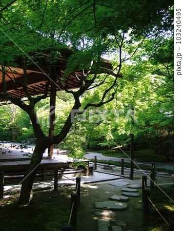 新緑の時期の南禅寺天授庵 103240495