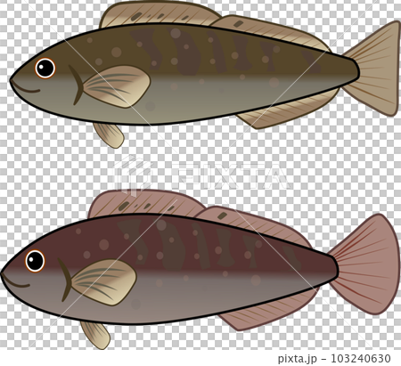 Illustration of a cute greenling 103240630