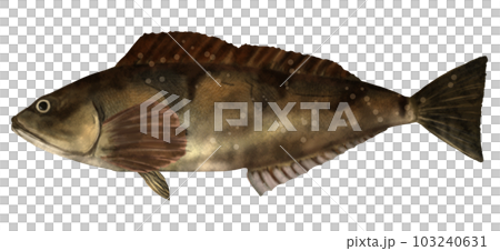 Realistic greenling illustration Realistic greenling illustration 103240631