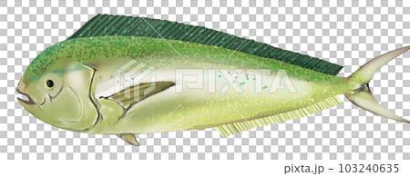 現實的海豚圖 103240635