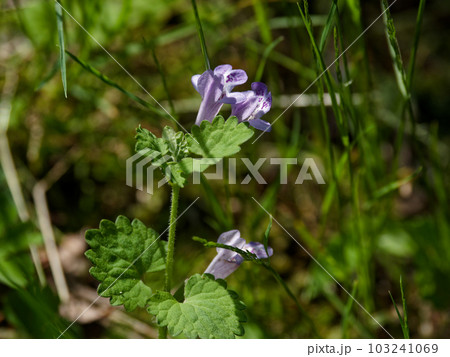 つる性多年草シソ科カキドオシの花 103241069