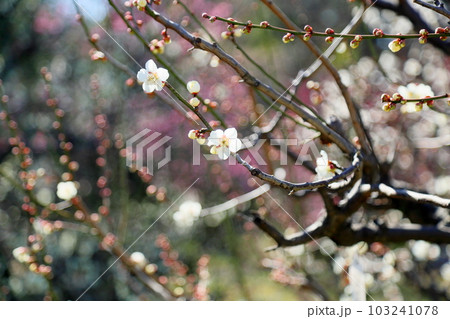 白梅の花　白加賀 103241078