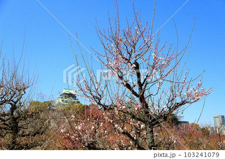 ライトピンクの梅の花　朱鷺の舞 103241079
