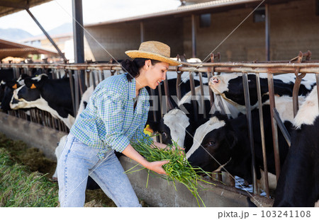 Hardworking kazakh woman farmer feeds cattle with freshly cut grass 103241108