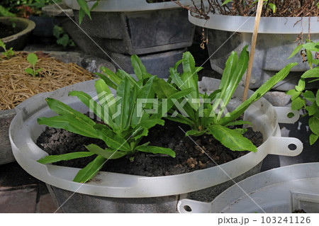 Culantro vegetable leaves plants 103241126