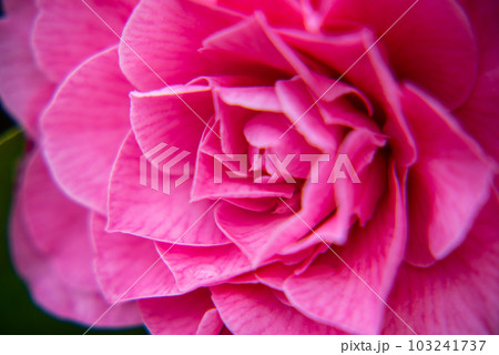 椿　赤系　一輪 103241737