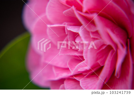 椿 赤系 一輪 椿 赤系 一輪 103241739