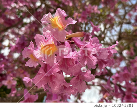 Flowering tree of Handroanthus impetiginosus (lat.Tabebuia impetiginosa) Flowering tree of Handroanthus impetiginosus (lat.Tabebuia impetiginosa) 103241881