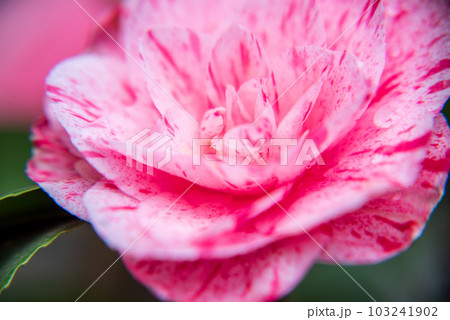 椿 赤系みじん 一輪 椿 赤系みじん 一輪 103241902