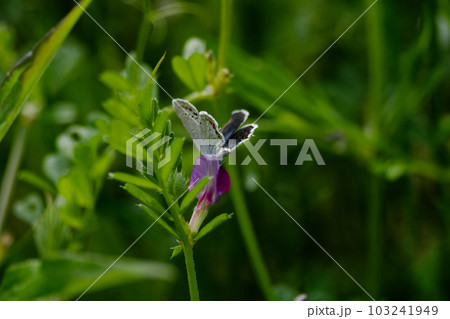 静止するシジミチョウ科ツバメシジミ♂ 静止するシジミチョウ科ツバメシジミ♂ 103241949