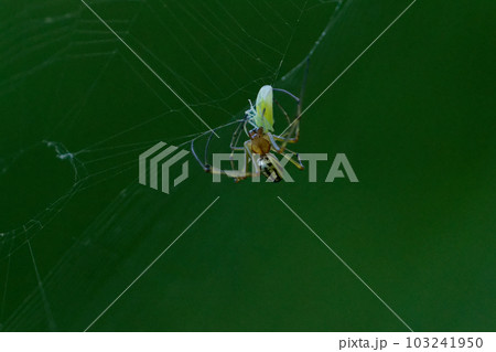 チュウシロガネグモの捕食行動 103241950