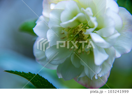 クリスマスローズ 白系 重ね咲 クリスマスローズ 白系 重ね咲 103241999