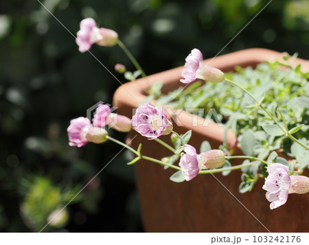 シレネユニフローラのピンク色の小花 シレネユニフローラのピンク色の小花 103242176